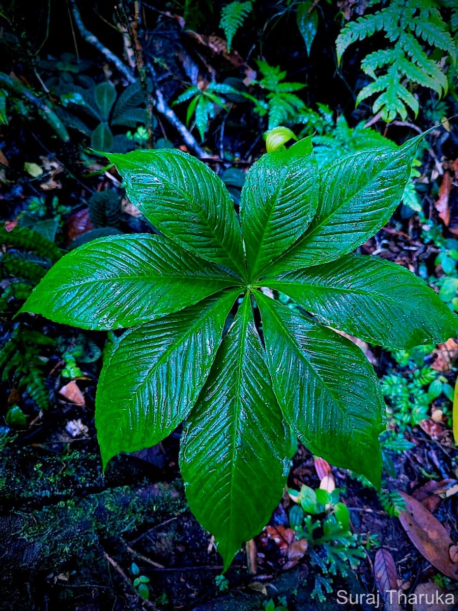 Arisaema leschenaultii Blume